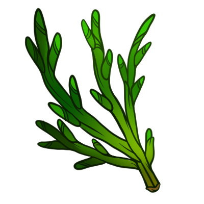Edible Seaweed