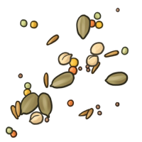 Vegetable Seeds